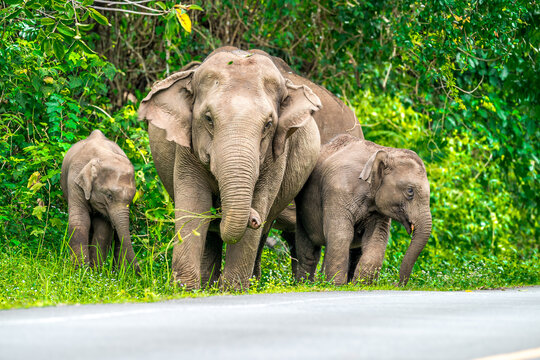Its body is gray, its snout is called the trunk. The trunk of the Asian elephant has only one beak. Nakhon Ratchasima, Thailand.