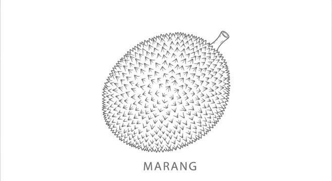 Detailed black and white illustration of a marang fruit with textured surface and stem.