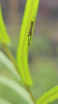 Macro shot of a long-jawed orb weaver spider (Tetragnatha) resting on a green leaf. Its elongated body and stretched legs provide perfect camouflage in its natural habitat.