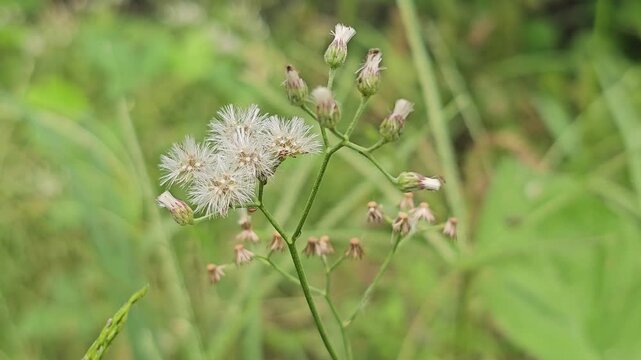 Macro close-up of delicate, fluffy white seed heads swaying gently in the breeze. The intricate feathery seeds are sharply focused against a soft, blurred green nature background.