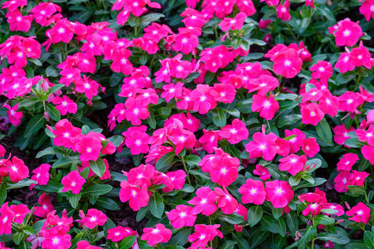 Bright red vinca (periwinkle) flowers are blooming in a garden