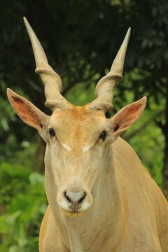 Detailed Close-up of Common Eland Head and Spiraled Horns