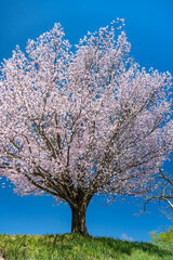 Naklejka premium 早春賦碑の桜