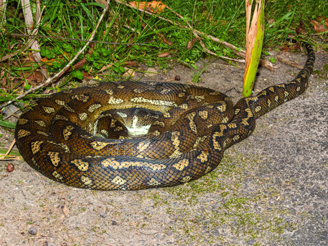 Carpet Python (Morelia spilota) in Australia