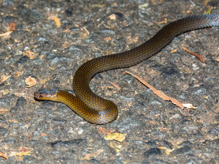 Obraz premium Dwarf Crowned Snake (Cacophis krefftii) in Australia