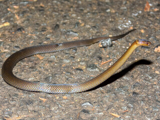 Obraz premium Dwarf Crowned Snake (Cacophis krefftii) in Australia