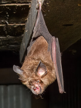 Eastern Horseshoe Bat (Rhinolophus megaphyllus) in Australia