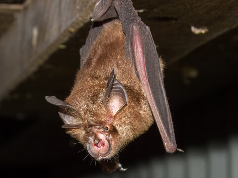 Eastern Horseshoe Bat (Rhinolophus megaphyllus) in Australia