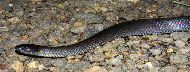 Fototapeta premium Small-eyed Snake (Cryptophis nigrescens) in Australia