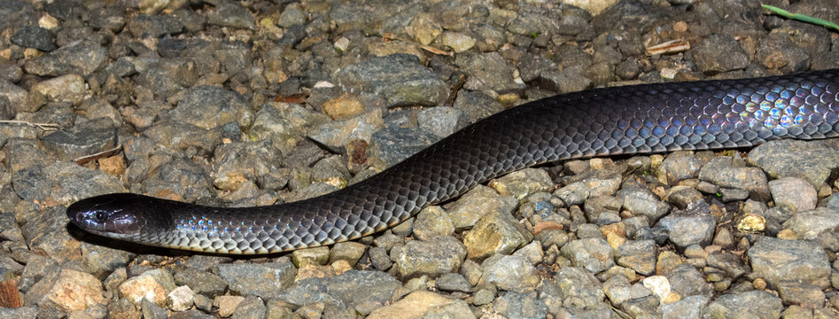 Small-eyed Snake (Cryptophis nigrescens) in Australia