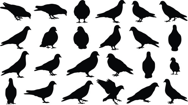 Large collection of black pigeon and dove silhouettes in various poses like flying, sitting, and walking isolated on white background for nature and urban designs.