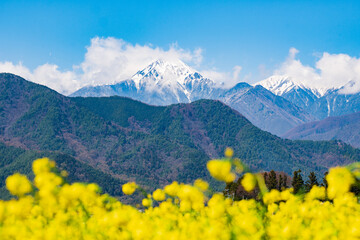 Fototapeta premium 菜の花畑から望む、雪をかぶった常念岳