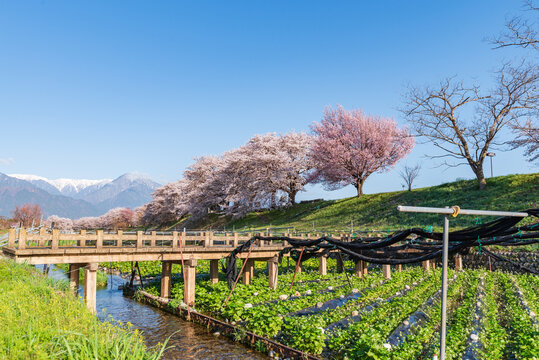 早春賦歌碑公園の満開の桜並木とわさび畑と残雪の北アルプス