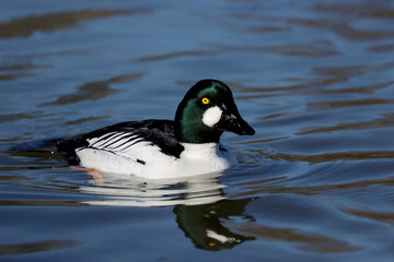 Fototapeta premium Goldeneye