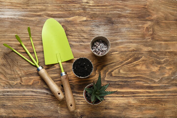 Naklejka premium Aloe vera, gardening tools and pots with soil and stones on wooden background. Top view