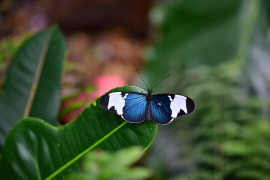 sapho longwing butterfly, vibrant blue and white butterfly, found from Mexico to Ecuador