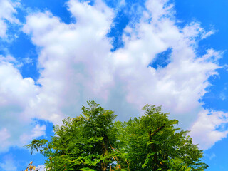 Fototapeta premium green tree and blue sky