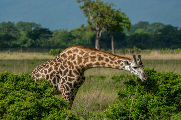 Obraz premium giraffe in the savannah