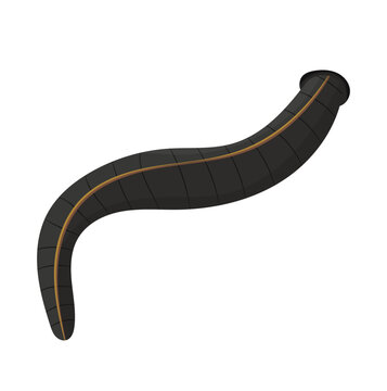 Leech Animal Illustration Isolated on White Background