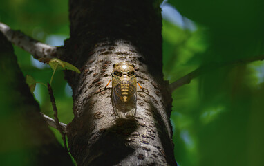Fototapeta premium cicada on the tree