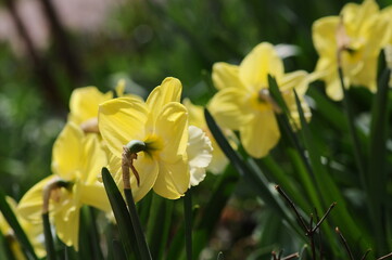 Fototapeta premium Yellow Daffodils Blooming in a Spring Garden