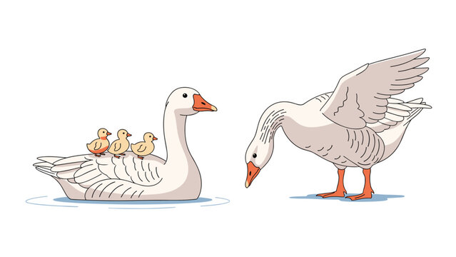 Mother goose swims in the water with three small goslings on her back while another goose stretches its wings nearby in nature.