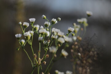 Delicate White Wildflowers Blooming in Soft Natural Light