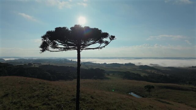 Araucaria fly under reveals misty highland landscape in Serra Gaucha, southern Brazil. D-log 10 Bit.