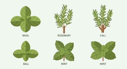 Herbs Collection: Basil, Rosemary, Thyme, Mint - Fresh Green Leaves © Ahda