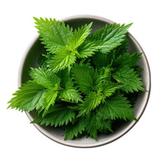 Fototapeta premium Fresh green nettle leaves piled in a light grey ceramic bowl on black background plant, Isolated, Png Transparent Background