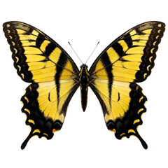 Naklejka premium Eastern Tiger Swallowtail Butterfly on White Background