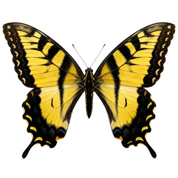 Eastern Tiger Swallowtail Butterfly on White Background