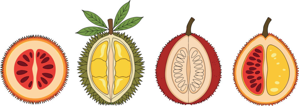 Exotic fruit cross section illustration set with gac fruit and durian slices isolated on white background, tropical food vector collection