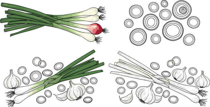 Green onions and garlic vector illustration set featuring scallions bulbs slices and hand drawn botanical sketches isolated on white background
