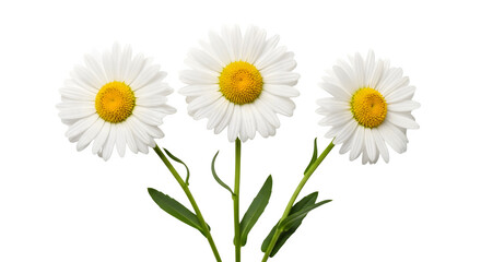 Obraz premium Three white daisies with yellow centers on transparent background