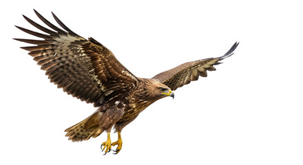 Fototapeta premium Large bird of prey flying with spread wings in natural landscape