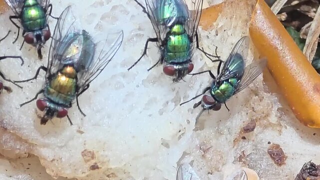 

Detail of iridescent green bottle flies swarming on waste food.10_1


