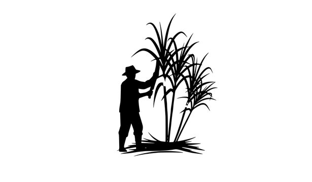 Farmer cutting sugarcane harvest agriculture vector illustration