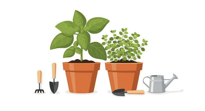 Vibrant green basil and aromatic oregano plants thrive in rustic terracotta pots beside miniature metal gardening tools on a clean white studio surface.