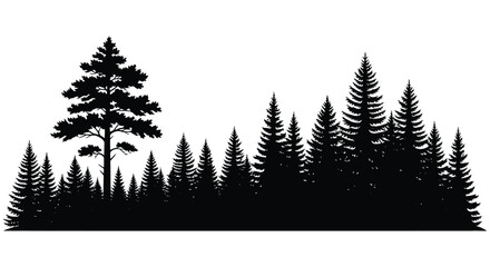 Obraz premium Dense forest of evergreen trees against a white background silhouette