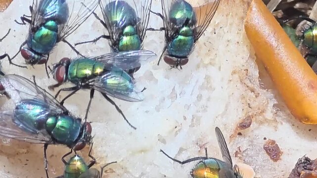 


Detail of iridescent green bottle flies swarming on waste food.16_1
