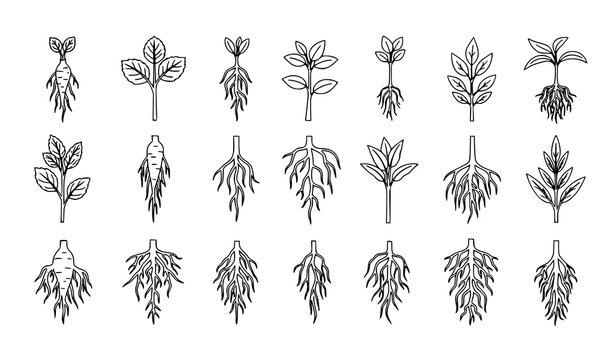 Botanical root plant symbols vector set with taproot and fibrous systems in minimalist line style