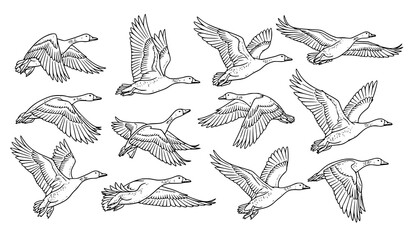 Decorative hand-drawn flying goose silhouette vector set for wildlife and nature projects © MstMonisha