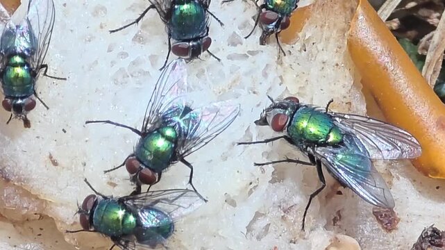 

Detail of iridescent green bottle flies swarming on waste food.17_1

