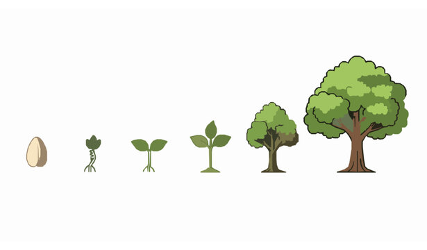 Tree growth stages vector &ndash; seed to mature plant lifecycle illustration