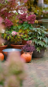 Orange pumpkins and vibrant autumn garden plants in terracotta pots on a patio