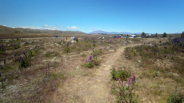 Trail Through Lupin Field Near Parking
