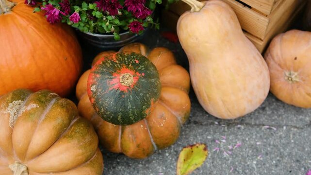 Assortment of colorful autumn squash and gourds with flowers and leaves