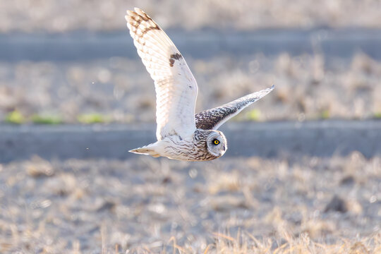 コミミズク, フクロウ科,
夕暮れに農耕地で餌のネズミかモグラを探して飛翔している。
大久保農耕地埼玉県さいたま市 - 2026
（英名学名：Short-eard Owl, Asio flammeus）