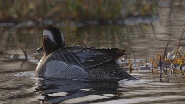 Male Garganey (Spatula querquedula). Close-up of a bird swimming in water. Slow motion.